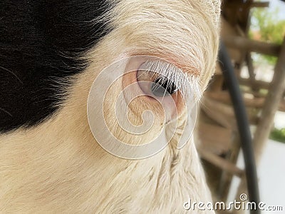 Close-up cow head. holstein cow. selective focus on eye Stock Photo