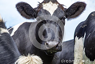 Close up of a cow in the middle of a group of cows black and white Stock Photo