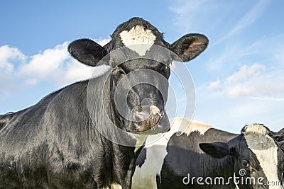 Close up of a cow in the middle of a group of cows black and white Stock Photo