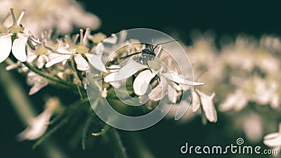 Close up of Cow Parsley D Stock Photo