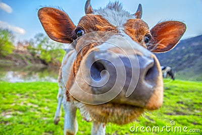 Close up cow portrait Stock Photo