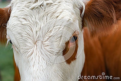 Close-up of a cow's face, livestock grazing in a pasture Stock Photo