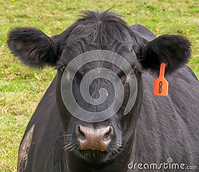 A close up of a cow`s face Editorial Stock Photo