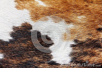 Close up of cowhide background Stock Photo