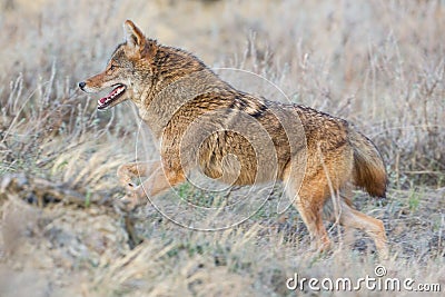 Close-up of coyote running Stock Photo