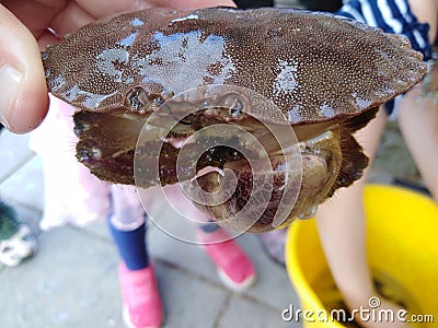 Close up crab in childrens hands Stock Photo
