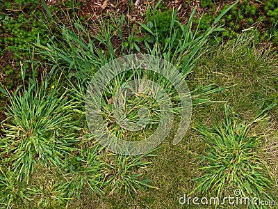 Crabgrass Stock Photo