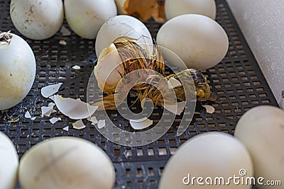 Close up of crack egg duck before birth. The process of hatching from goose eggs in the incubator Stock Photo