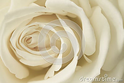 Close up cream rose Stock Photo