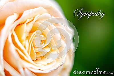 Close up of a creamy white rose flower with text sympathy Stock Photo