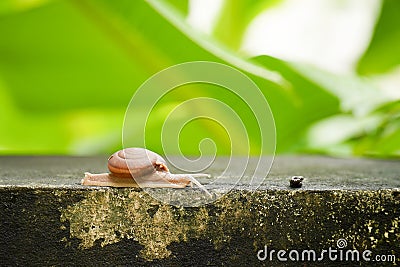 Close up creeping grape snail on the wall with blurry banana green leaf background Stock Photo