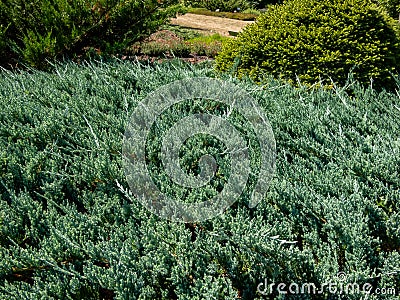 Close-up of Creeping juniper juniperus horizontalis `Blue Chip` is sprawling, evergreen shrub forming a splendid mounded carpe Stock Photo