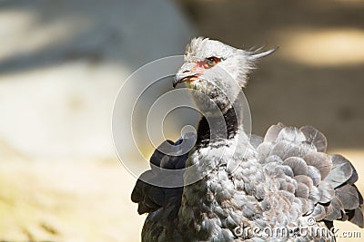 Close up of crested screamer bird, southern screamer, chauna torquata. Stock Photo