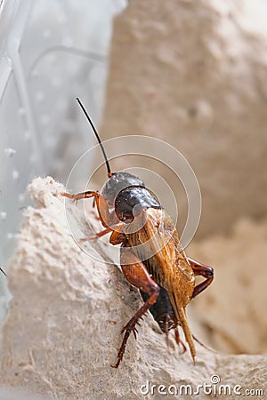 Cricket as animal food for bearded dragons Stock Photo