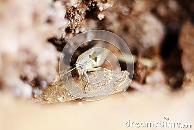 A close-up of a cricket in the sulfur deposits of Dallol Stock Photo