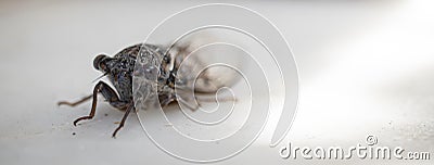 close-up, cricket, winged insect. white background Stock Photo