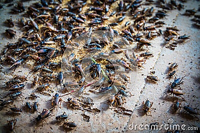 Close up of Crickets in farm, For consumption as food And used a Stock Photo