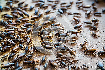 Close up of Crickets in farm, For consumption as food And used a Stock Photo