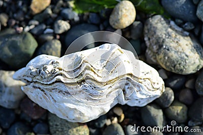 White Oyster on the Beach Stock Photo