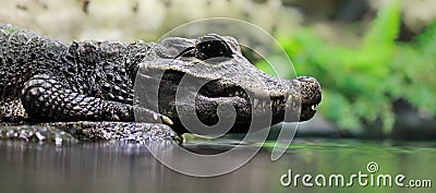 Close-up crocodile Stock Photo