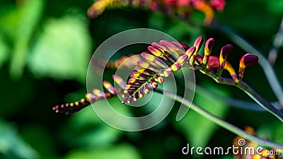 Close up of a Crocosmia or Coppertips Stock Photo