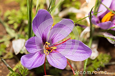 Close up of Crocus sativus flower Stock Photo