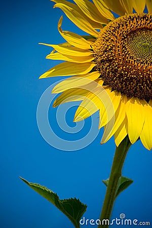 Close up and cropped of sunflower Stock Photo