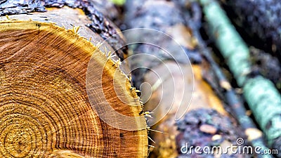 Close up cross section of the wood, sawn logs. Stack of sawn logs. Natural wooden decor background Stock Photo