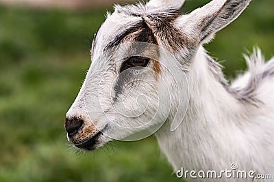 Close up of crossbred goat kid Stock Photo