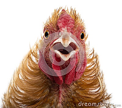 Close-up of Crossbreed rooster, Pekin Stock Photo