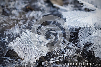 Close-up of crystal dendrite, snowflake of multi-branching tree-like form. Winter nature macro view, selective focus. Stock Photo