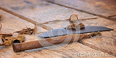 Close up of a cuban handmade cigar with dried tobacco leaves Stock Photo