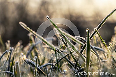 A close up on culm of grass covered water in solid state and create amazing atmosphere. God of nature Stock Photo