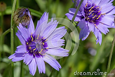 Cupids dart catananche caerulea Stock Photo