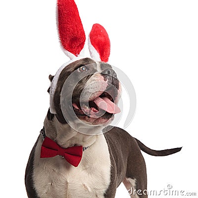 Close up of curious american bully wearing easter bunny ears Stock Photo