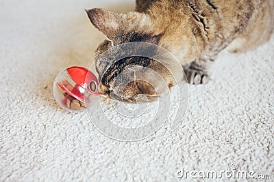 Close up of Curious Devon Rex cat playing with special toy ball dispenser with dry food inside that slowly drops out when cat Stock Photo