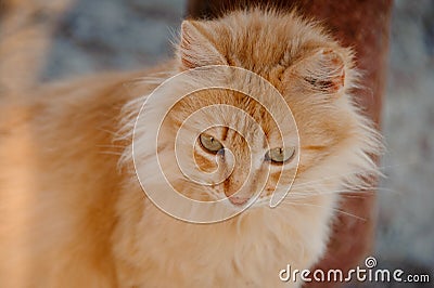Close-up of a curious, fluffy ginger cat Stock Photo
