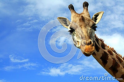 Close-up of a curious giraffe over blue sky Stock Photo