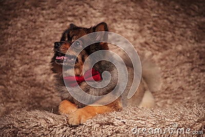 Close up of curious lying pomeranian looking up and side Stock Photo