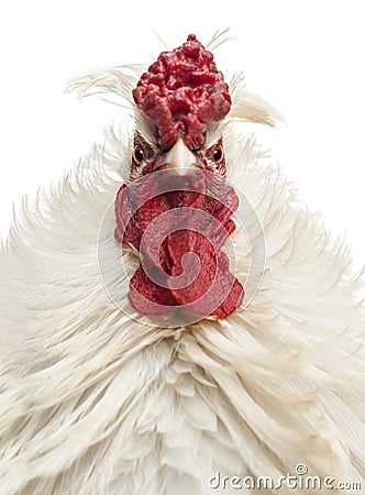 Close up of a curly feathered rooster looking at the camera Stock Photo