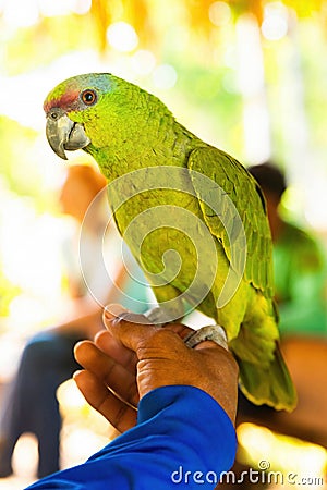 Close-up cute amazon green parrot portrait Stock Photo