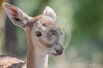 Portrait of a bambi deer Stock Photo