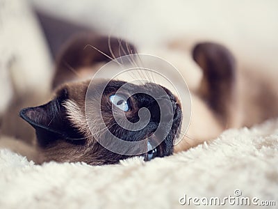 Close up of a cute blue-eyed siamese cat lying on a fluffy plaid Stock Photo