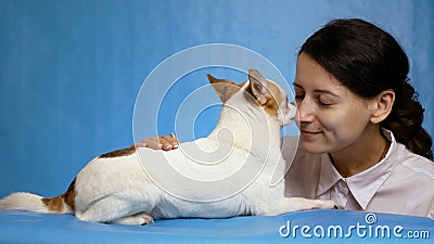 Close-up of cute chihuahua puppy dog licking nose glad owner, young woman. Blue background. The love of dog and man Stock Photo