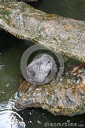 Close up of cute Coypu or Nutria or large rat or rodent in a pond Stock Photo