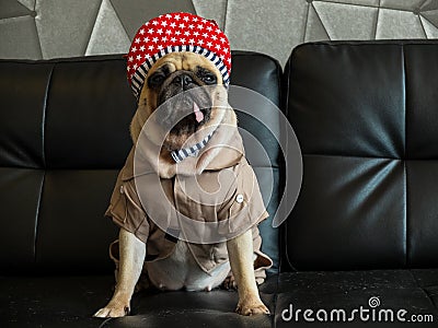 Close-up cute dog pug bored with Hip Hop hat on black sofa in room look out side , tongue pacifier mouth with gray shirt. Stock Photo