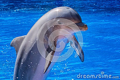 Close up of a cute dolphin. Stock Photo