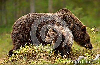 Close up of a cute Eurasian Brown bear cub with a bear mama Stock Photo