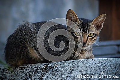 Close Up Cute Face Black Grey Young Kitten Relax On The Wall Head Looking At Camera Stock Photo