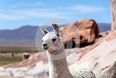 Close up of cute and funny Alpacas, Andes of Bolivia, South America Stock Photo